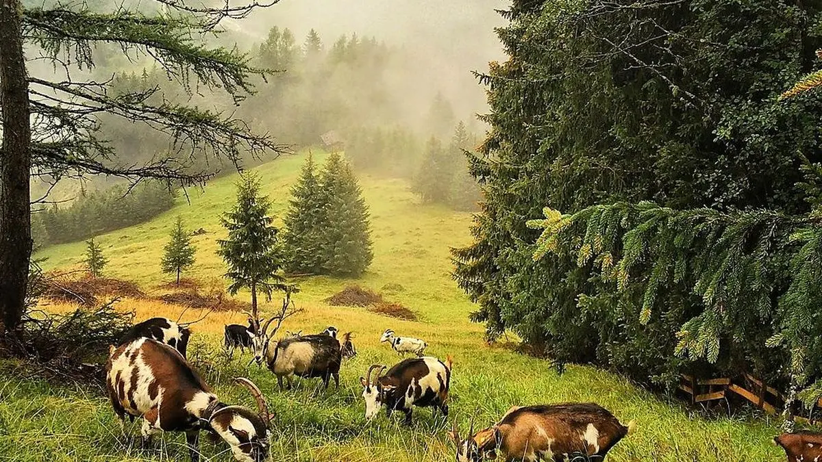 Die Tauernscheckenziegen auf der Alm von Helga Hager