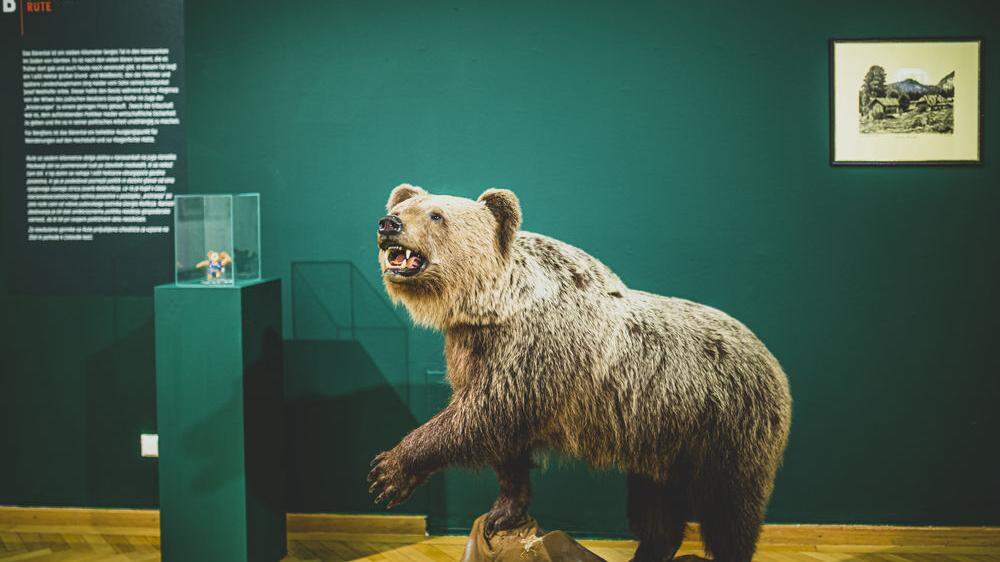 Ein Karawankenbär steht am Beginn der Ausstellung in der Stadtgalerie