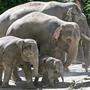 Elefanten im Zürcher Zoo