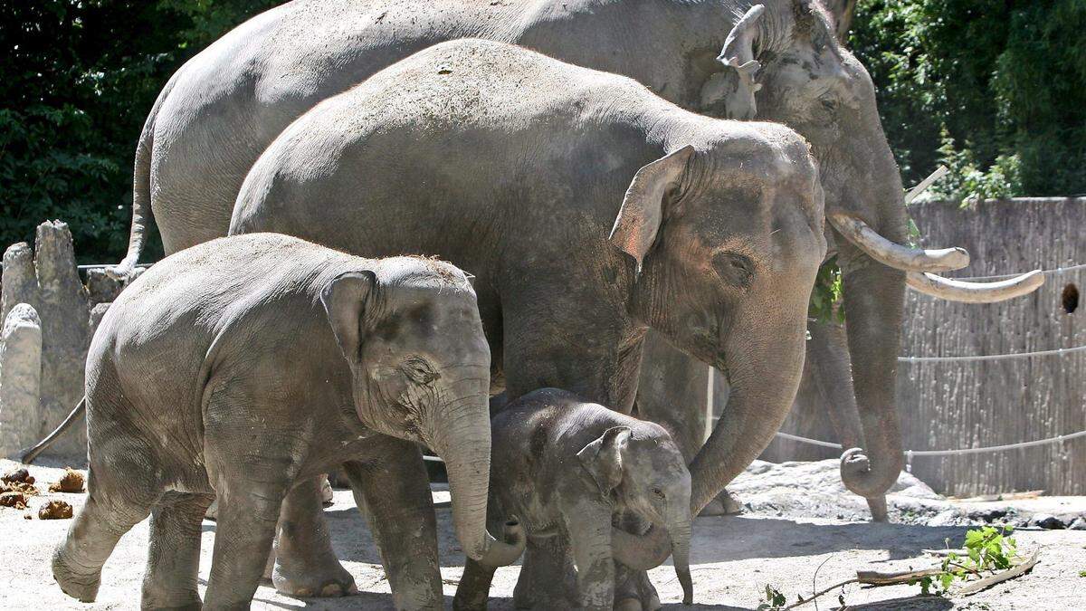 Elefanten im Zürcher Zoo