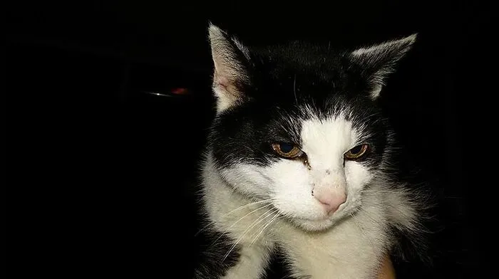 Nach Aufruf in der Kleinen Zeitung: Kater "Bärli" ist wieder daheim