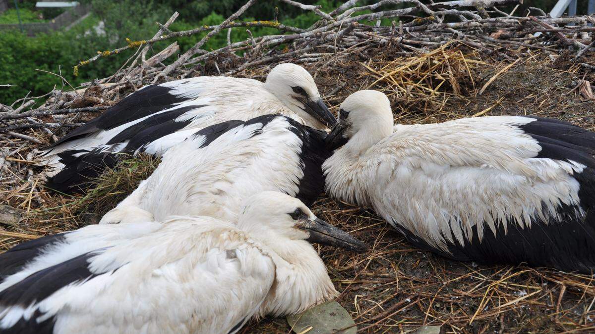 Drei Jungstörche wurden in Mitterdorf an der Raab beringt