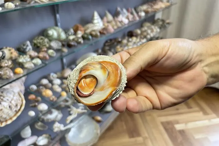 Klicken Sie sich durch die bunte Vielfalt der Muscheln, Schnecken und Seeigeln!