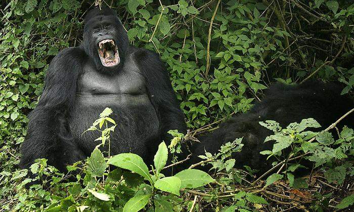 Leicht im Aufwind: der Berggorilla im Nationalpark Virunga