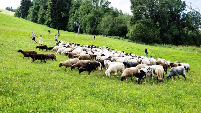 Der Einzug der Schafherde ins Festgelände war der Programm-Höhepunkt des Almlammfestes