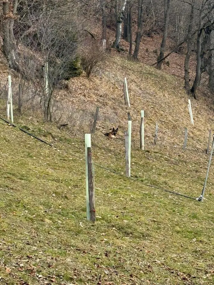 „Aiko“ blieb mit der Leine in einem Maschendrahtzaun hängen und konnte sich nicht mehr bewegen