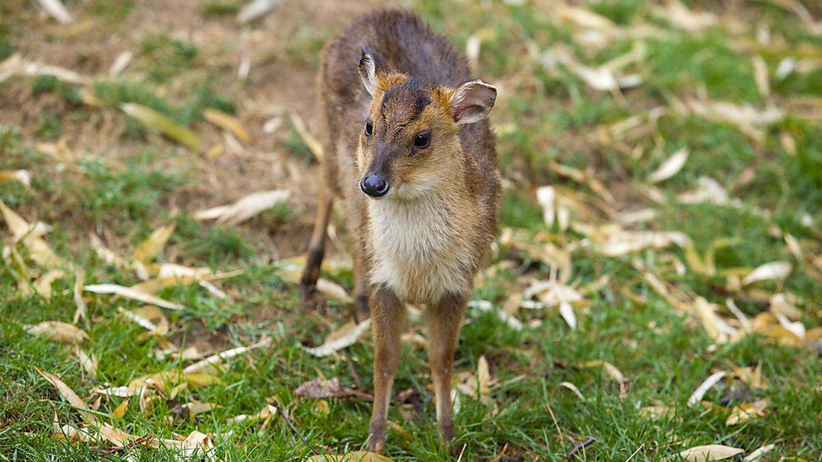 Auch in der Tierwelt Herberstein gibt es Muntjaks