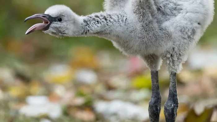 „Normalerweise schlüpfen die Flamingo-Küken bei uns im Tiergarten im Mai. Heuer gab es aber ein schweres Unwetter im Frühjahr und die ersten Eier wurden zerstört. Erfreulicherweise haben einige Paare noch einmal Eier gelegt und so sind Mitte September fünf Küken geschlüpft“, erklärt Tiergartendirektorin Dagmar Schratter.