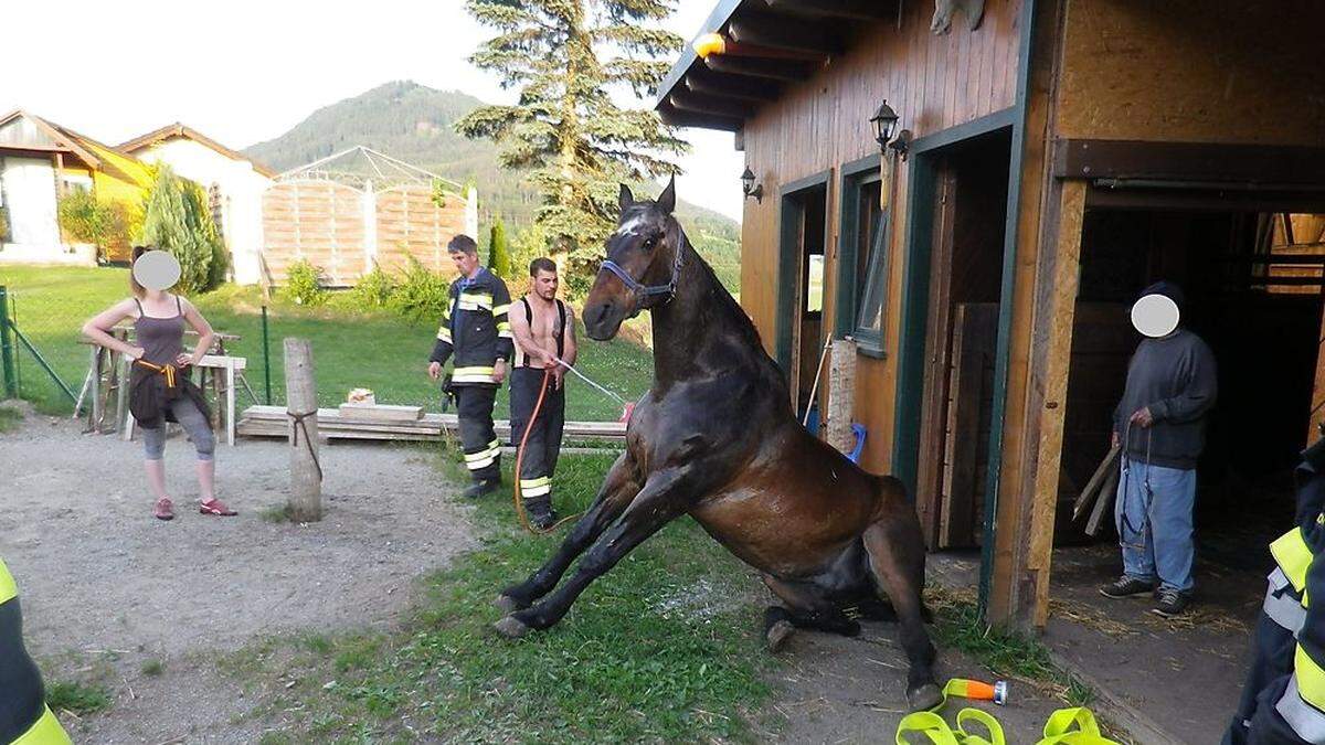 Die Feuerwehr konnte das Tier retten