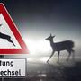 Gerade im Herbst kommt es vermehrt zu Unfällen mit Wild 