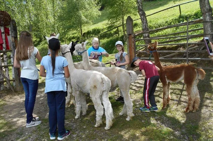 Eindruck hinterlassen haben bei den Kindern vor allem die flauschigen Alpakas beim Wieserhof in  St. Peter ob Judenburg.