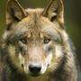 Der Wolf, der in Stall im Mölltal gesichtet wurde, wurde als Risikowolf eingestuft