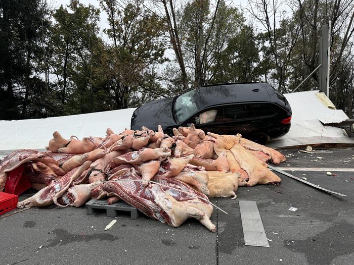 Schlachtschweine auf der Tauernautobahn