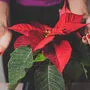 Worauf man beim Kauf des Weihnachtssterns achten sollte