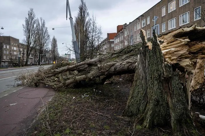 Umgestürzter Baum in Amsterdam.