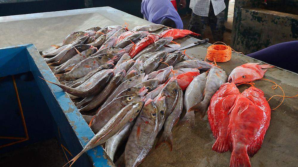 Für eine optimale Bewirtschaftung der weltweiten Fischbestände braucht es laut der WWF-Studie Höchstfangmengen