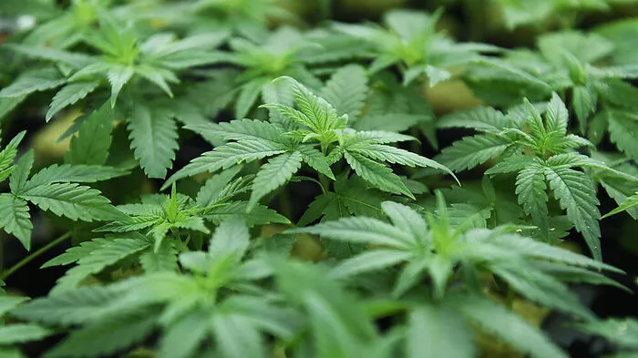 Exakt 5133 Gramm Cannabiskraut befanden sich im Koffer (Sujetbild)