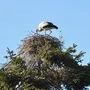 Der St. Veiter Storch ist noch einsam