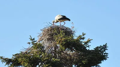 Der St. Veiter Storch ist noch einsam