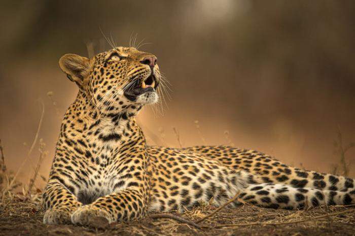 Olimba – Königin der Leoparden