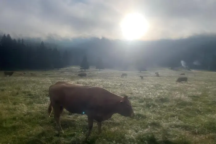 „Morgenstimmung mit Kuh im Schöttlgraben.“ Fotograf ist der Judenburger Wolfgang Jannach.