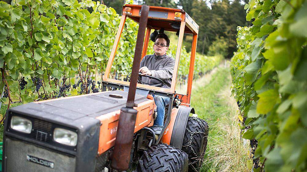 Weinbauer zu sein, ist nicht einfach: Erwin Gartner weiß, wovon er spricht 