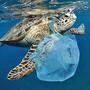 Nur eine massiv von der Plastikflut betroffene Spezies: Meeresschildkröte