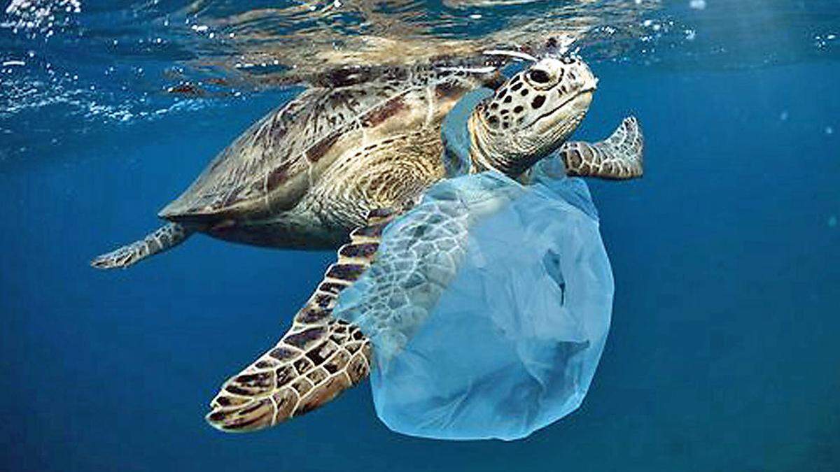 Nur eine massiv von der Plastikflut betroffene Spezies: Meeresschildkröte