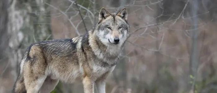 Mehr als ein Dutzend Schafe soll ein Wolf am Gumpeneck gerissen haben (Symbolbild)