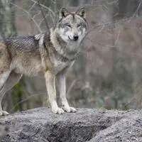 Ein Schadwolf in Osttirol wurde zum Abschuss freigegeben