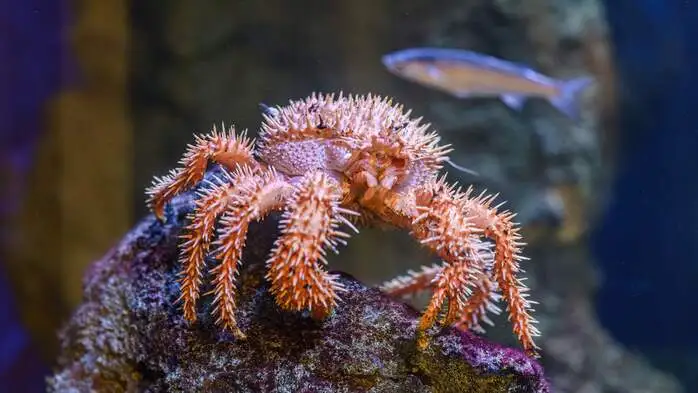 Die neuen Bewohner wurden in Japan vor dem Suppentopf gerettet