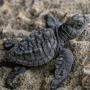 Unter der unzähligen Verlierern: Schildkröten