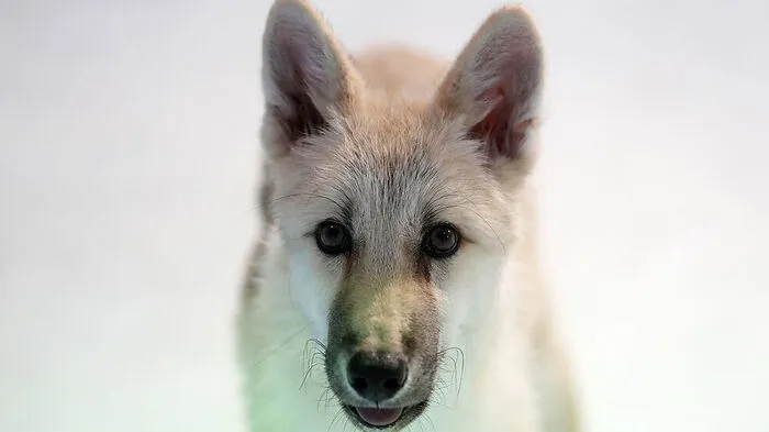 Ein geklonter Polarwolf ist in einem Tierpark in Harbin in Nordostchina der Öffentlichkeit vorgestellt worden.