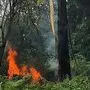 Waldbrand am Ehrentalerberg