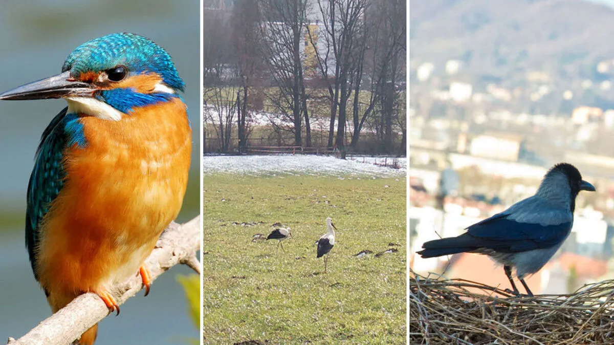 Der Eisvogel, der als König der Fischer gilt, ist in Graz gern gesehen, Krähen und Dohlen eher nicht. Mittleres Bild: Störche im Bereich der Siedlung Berliner Ring in Graz