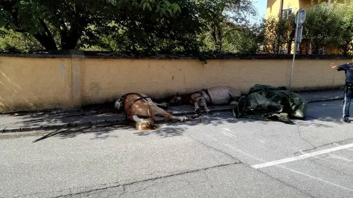 Zwei Pferde sind Montagvormittag in Mondsee (Bez. Vöcklabruck) durchgegangen und gegen eine Hausmauer geprallt. Sie waren auf der Stelle tot.