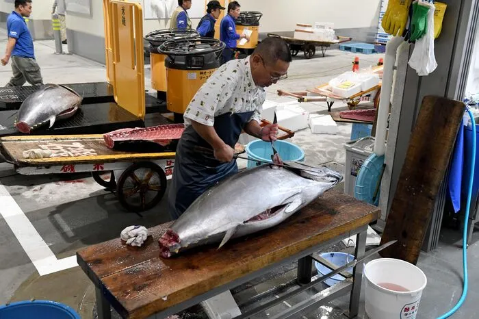 Den höchsten Preis des Auftaktstages erzielte ein 214 Kilo schwerer Thunfisch, der vor der nordjapanischen Provinz gefangen wurde: 4,28 Millionen Yen, umgerechnet rund 33.000 Euro. Tokios Gouverneurin Yuriko Koike sagte bei einem morgendlichen Besuch des Markts, man wolle Toyosu zu Japans zentralen Handelsknotenpunkt machen und dabei auf die Erfahrungen des alten Tsukiji-Markts bauen.