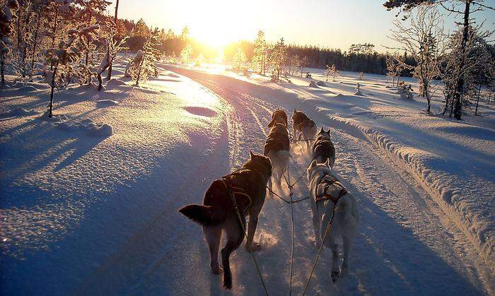 Mit dem Hundeschlitten durch das Winterwunderland