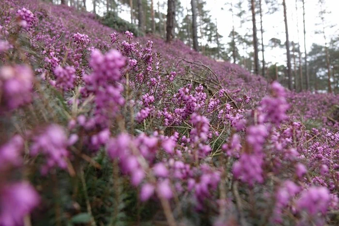 Tausende und Abertausende Blumen verwandeln den Berg in ein Blumenmeer.