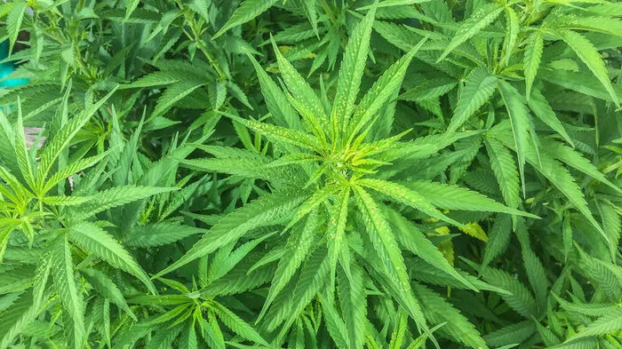 Der Koch baute auch selbst Marihuana an