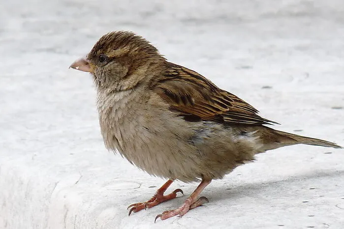 Der "Spatz" (Haussperling) landete am Stockerl.