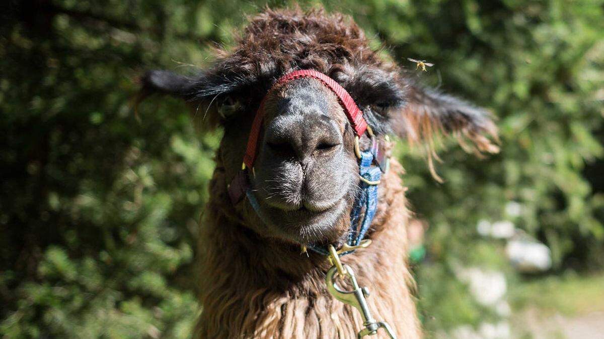 Auch ein Lama war Opfer des angeklagten Steirers