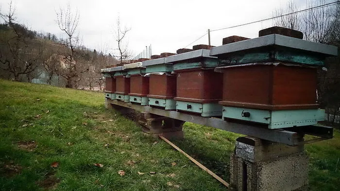 Die Bienenstöcke hat der Besitzer inzwischen wieder repariert