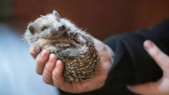 Der "Verein für kleine Wildtiere in großer Not" kämpft seit einem Jahr ums Überleben. Ab 1. Juni kann man keine Tiere mehr aufnehmen. Besuche der Kleinen Zeitung dokumentieren die wertvolle Arbeit der Tierhelfer.