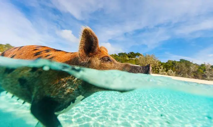 Die berühmten schwimmenden Schweine der Bahamas