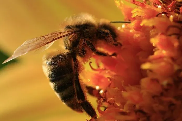 "Hier sieht man, wie geschickt die Biene ihren Rüssel zum Nektarsammeln einsetzt", schreibt uns Maria Martinelli aus Weiz. Das ist gleichzeitig der Beweis dafür, dass Bienen auch in den Ferien fleißig arbeiten!