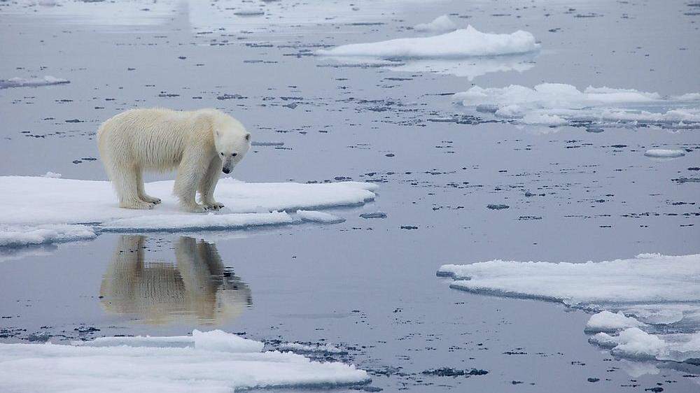 Schwindender Lebensraum lässt Eisbären nicht mehr genug Nahrung finden