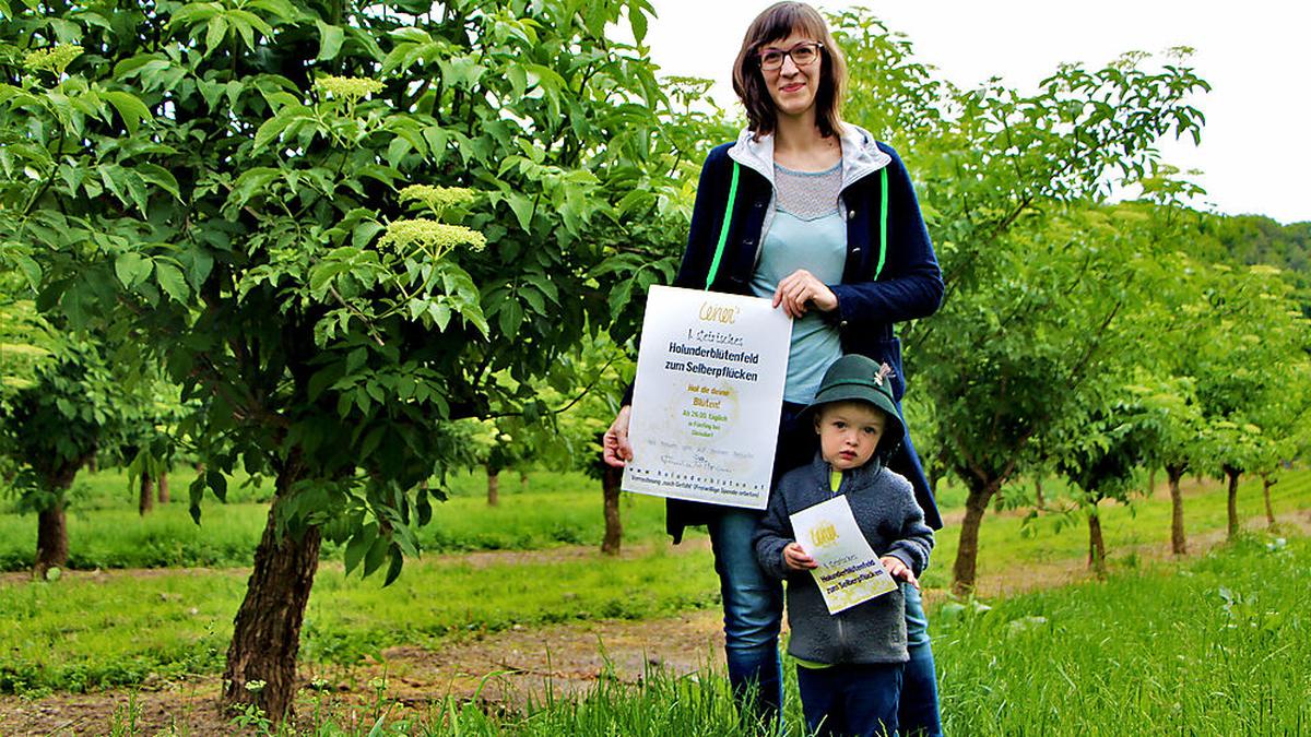 Fünfing bei Gleisdorf Hier gibt es Holunder zum Selberernten