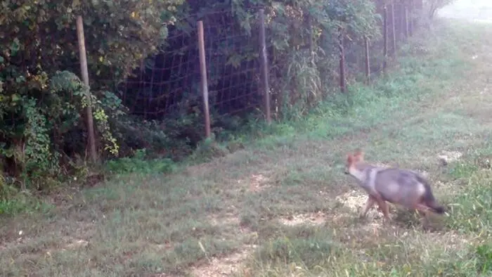 Wolf im Wald- und Wiesengebiet