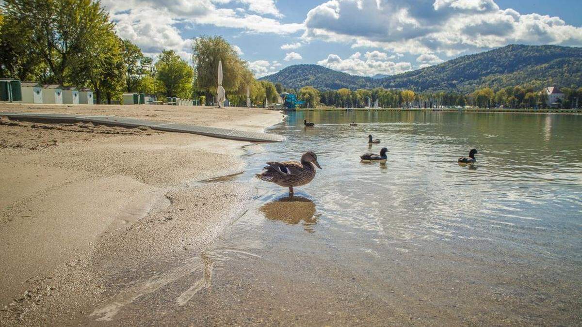 Nicht nur auf Enten übt der Wörthersee derzeit noch seinen Reiz aus